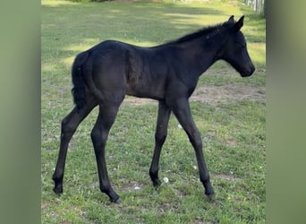 American Quarter Horse, Merrie, Veulen (04/2025), Blauwschimmel