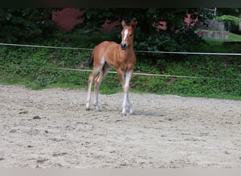 American Quarter Horse, Merrie, veulen (06/2024), Brauner