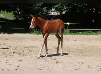 American Quarter Horse, Merrie, veulen (06/2024), Brauner