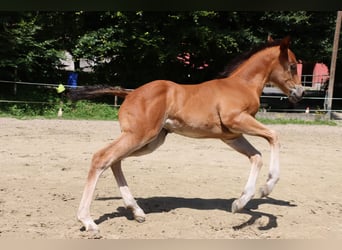 American Quarter Horse, Merrie, veulen (06/2024), Brauner