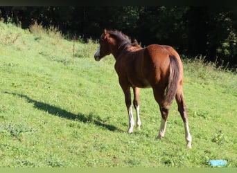 American Quarter Horse, Merrie, veulen (04/2023), Brauner