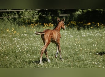 American Quarter Horse, Merrie, Veulen (05/2026), Bruin