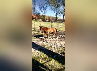 American Quarter Horse, Merrie, Veulen (02/2026), Bruin