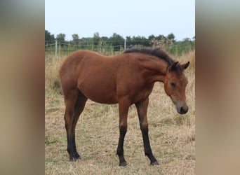 American Quarter Horse, Merrie, Veulen (02/2026), Bruin