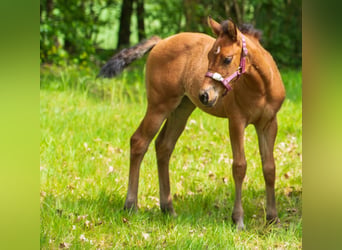 American Quarter Horse, Merrie, Veulen (03/2026), Bruin