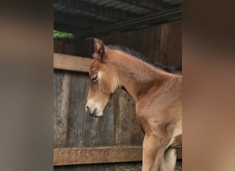 American Quarter Horse, Merrie, Veulen (05/2025), Bruin
