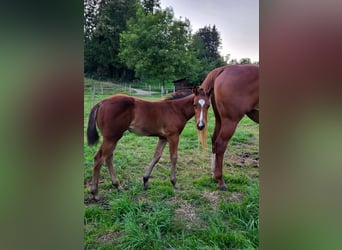 American Quarter Horse, Merrie, Veulen (05/2025), Bruin