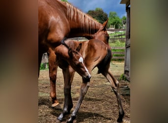 American Quarter Horse, Merrie, Veulen (05/2025), Bruin