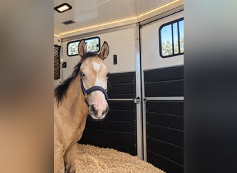 American Quarter Horse, Merrie, Veulen (03/2026), Buckskin