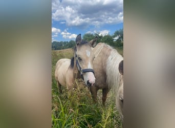 American Quarter Horse, Merrie, Veulen (03/2026), Buckskin