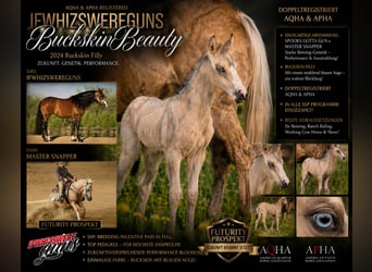 American Quarter Horse, Merrie, Veulen (03/2026), Buckskin