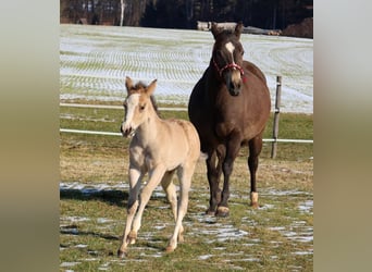 American Quarter Horse, Merrie, Veulen (01/2026), Buckskin