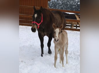 American Quarter Horse, Merrie, Veulen (01/2026), Buckskin