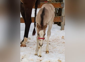 American Quarter Horse, Merrie, Veulen (01/2026), Buckskin