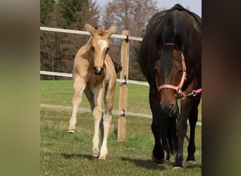 American Quarter Horse, Merrie, Veulen (02/2026), Buckskin