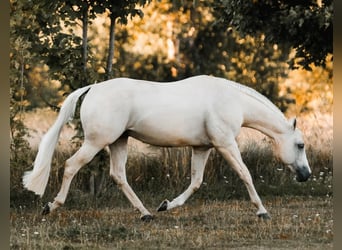 American Quarter Horse, Merrie, Veulen (02/2026), Buckskin