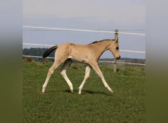 American Quarter Horse, Merrie, Veulen (02/2026), Buckskin