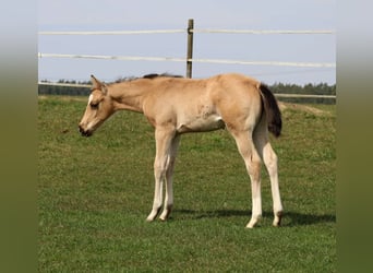 American Quarter Horse, Merrie, Veulen (02/2026), Buckskin