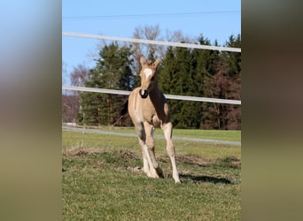 American Quarter Horse, Merrie, Veulen (02/2026), Buckskin