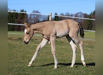 American Quarter Horse, Merrie, Veulen (02/2026), Buckskin