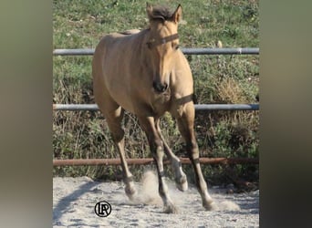 American Quarter Horse, Merrie, Veulen (05/2026), Buckskin