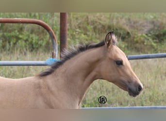 American Quarter Horse, Merrie, Veulen (05/2026), Buckskin