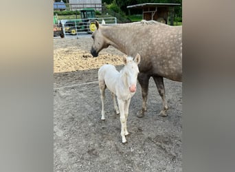 American Quarter Horse, Merrie, veulen (05/2024), Cremello