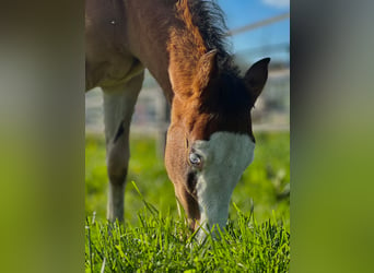 American Quarter Horse, Merrie, veulen (02/2024), Donkerbruin