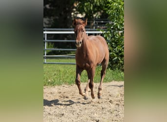 American Quarter Horse, Merrie, veulen (04/2023), Donkere-vos