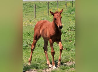American Quarter Horse, Merrie, veulen (04/2023), Donkere-vos