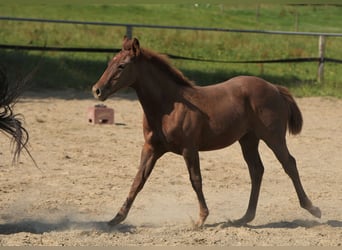 American Quarter Horse, Merrie, veulen (04/2023), Donkere-vos