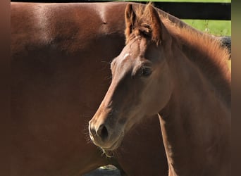 American Quarter Horse, Merrie, veulen (04/2023), Donkere-vos