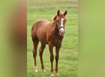 American Quarter Horse, Merrie, Veulen (05/2026), Donkere-vos