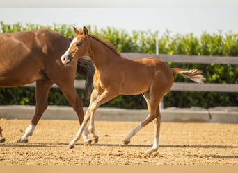 American Quarter Horse, Merrie, Veulen (01/2026), Donkere-vos