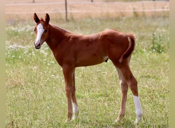 American Quarter Horse, Merrie, Veulen (06/2025), Donkere-vos