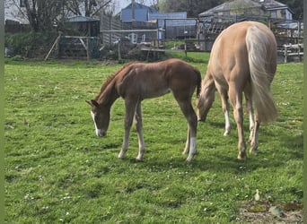 American Quarter Horse, Merrie, Veulen (03/2026), Donkere-vos