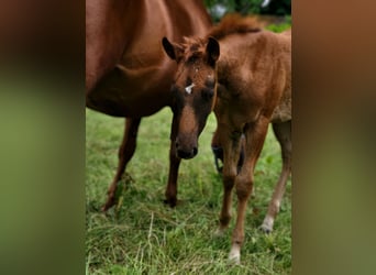 American Quarter Horse, Merrie, Veulen (03/2025), Donkere-vos