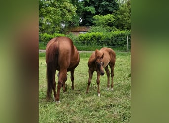 American Quarter Horse, Merrie, Veulen (03/2025), Donkere-vos