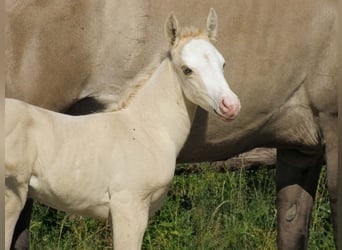 American Quarter Horse, Merrie, Veulen (06/2026), Dunalino