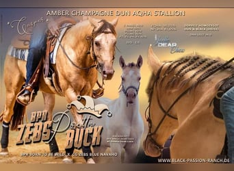 American Quarter Horse, Merrie, veulen (04/2024), Falbe