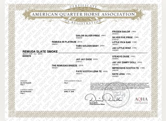 American Quarter Horse, Merrie, Veulen (04/2026), Grullo