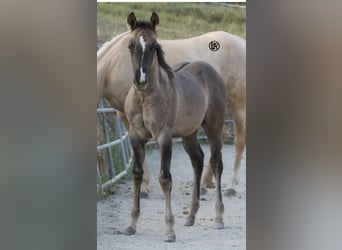 American Quarter Horse, Merrie, Veulen (04/2026), Grullo