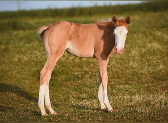 American Quarter Horse, Merrie, Veulen (04/2025), Palomino