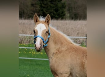 American Quarter Horse, Merrie, veulen (01/2024), Palomino