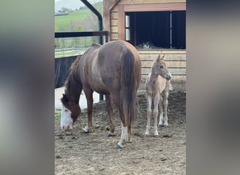 American Quarter Horse, Merrie, Veulen (04/2026), Red Dun