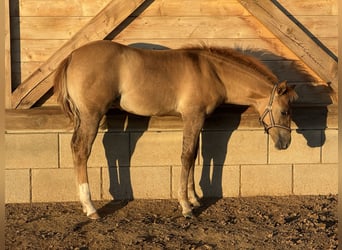 American Quarter Horse, Merrie, Veulen (04/2026), Red Dun