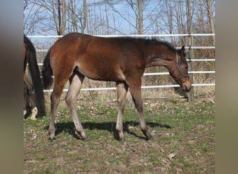 American Quarter Horse, Merrie, veulen (01/2024), Roan-Bay
