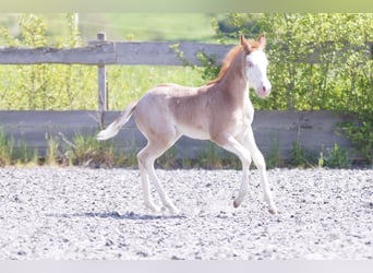American Quarter Horse, Merrie, , Roan-Red