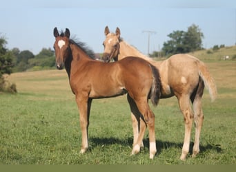 American Quarter Horse, Merrie, veulen (04/2024), Roodbruin