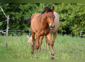 American Quarter Horse, Merrie, Veulen (01/2025), Roodbruin